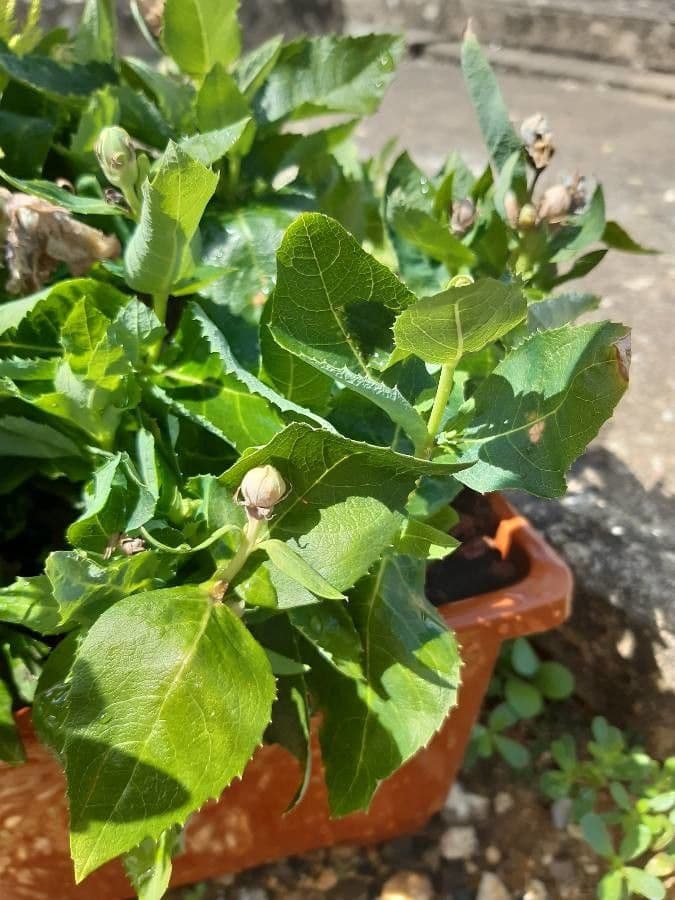 Platycodon à grandes fleurs 19