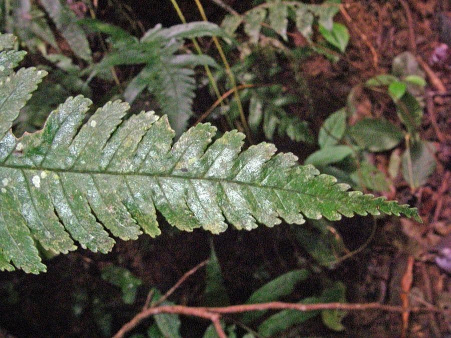 Stigmatopteris 3