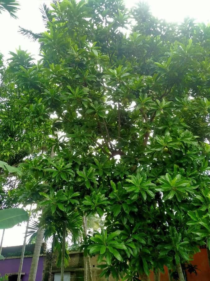 Dillenia indica 26