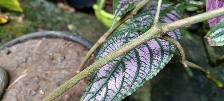 Strobilanthes 15