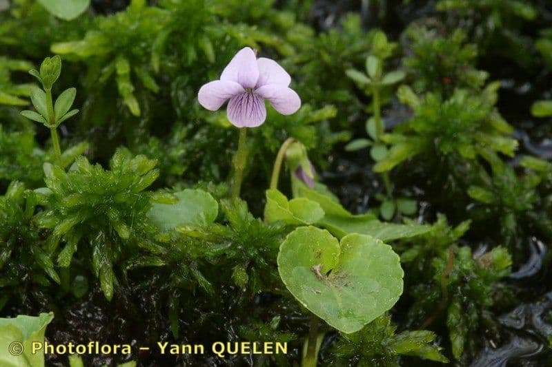 Viola palustre 24