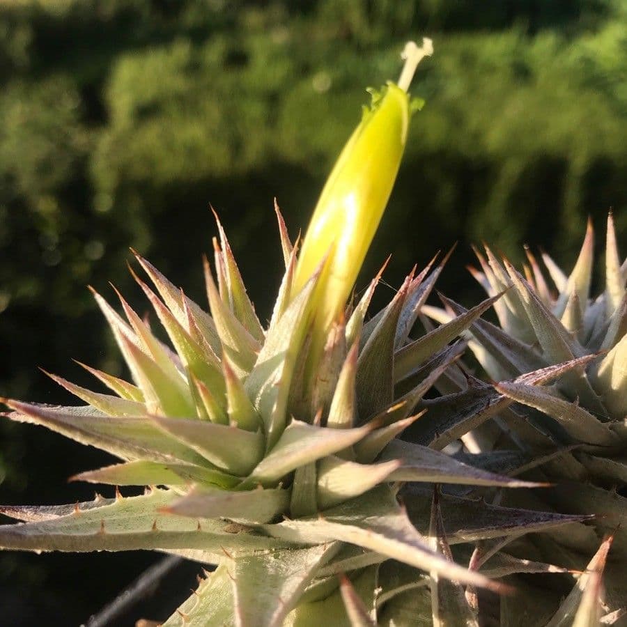 Deuterocohnia