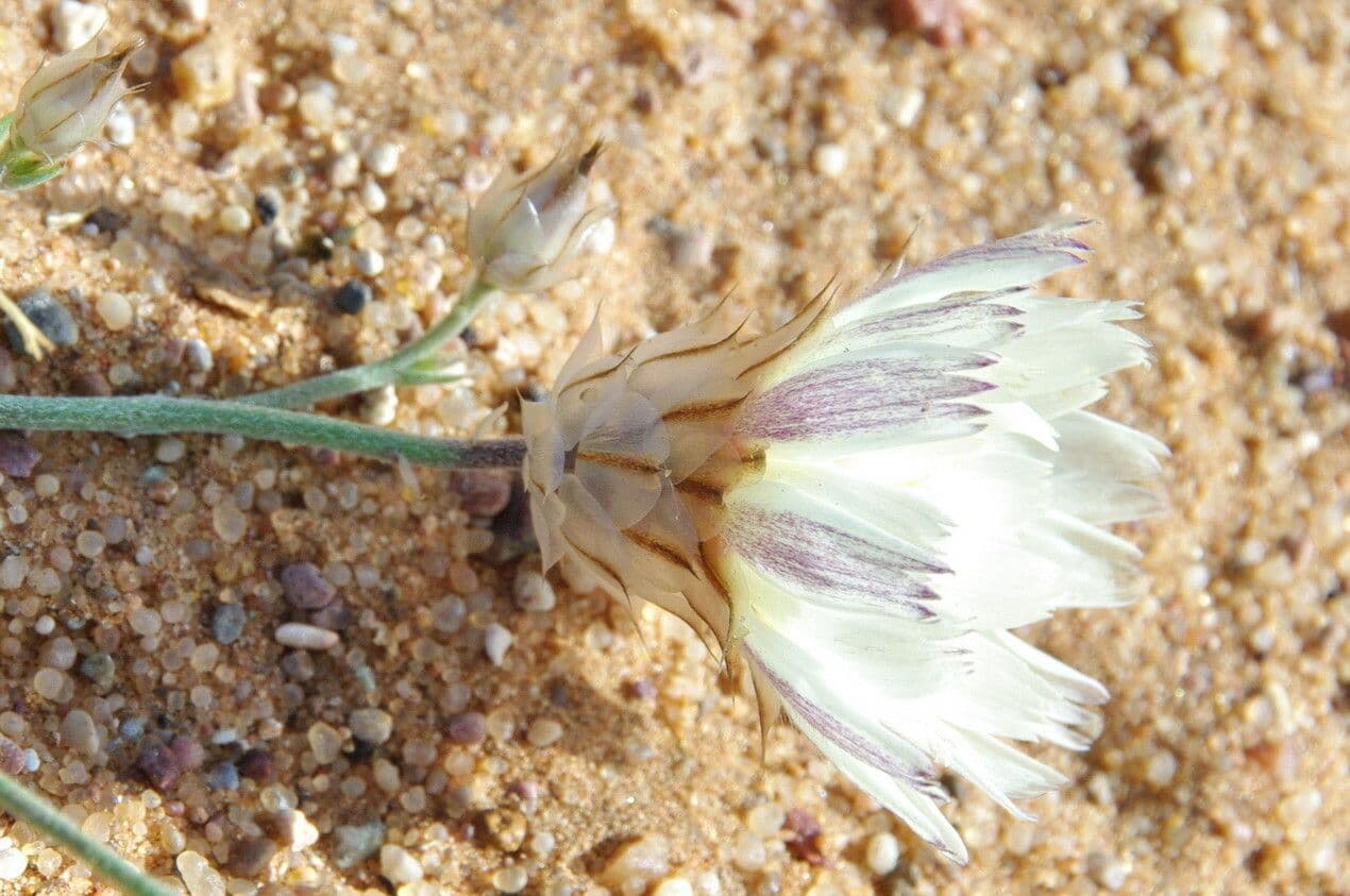Catananche 4