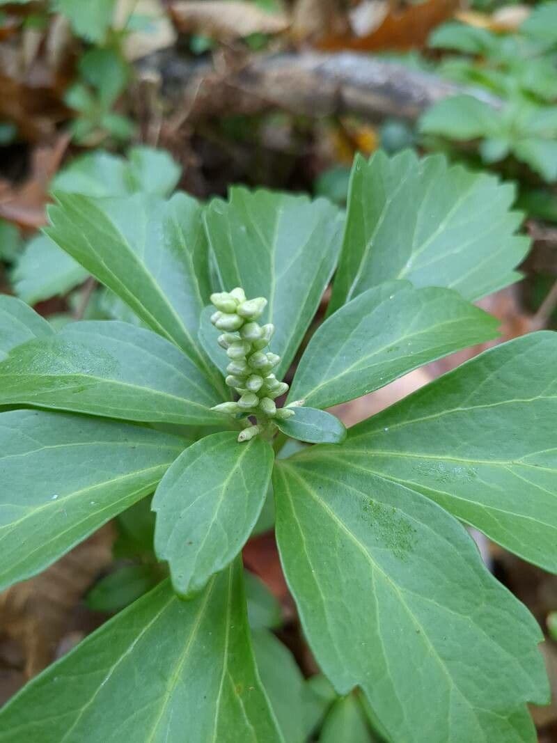 Pachysandra terminale 3
