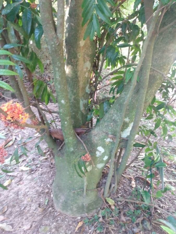 Saraca indica 20