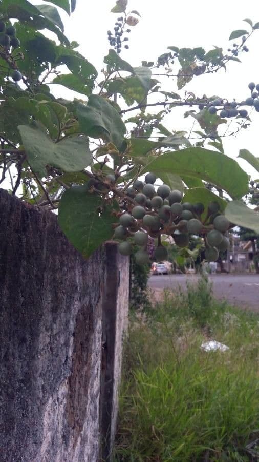 Solanum paniculatum 5
