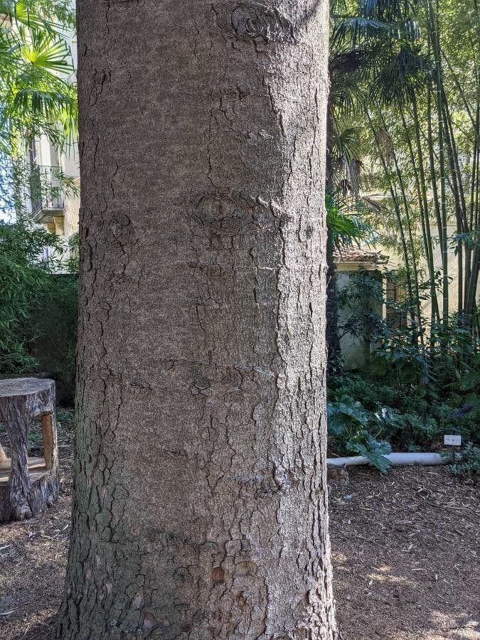 Jedľa numídska 15