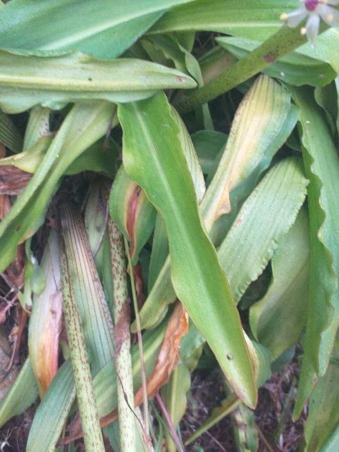 Eucomis 13