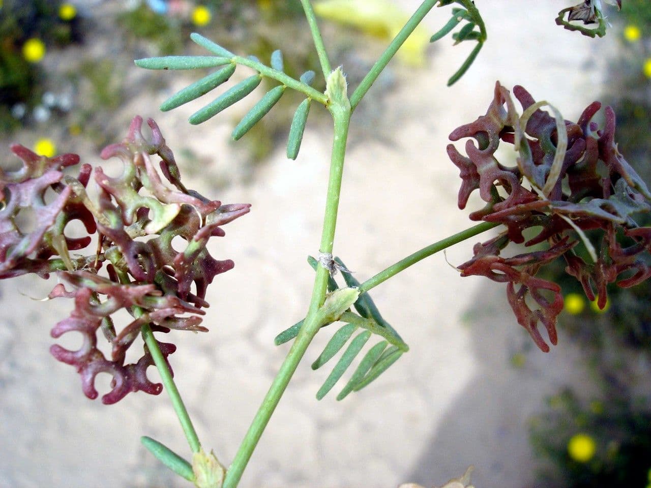 Hippocrepis areolata