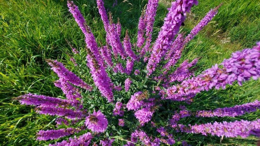Salcerella 7