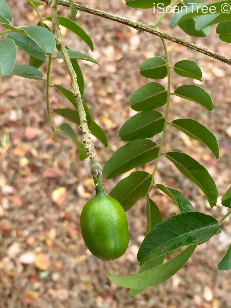 Xanthocercis 2