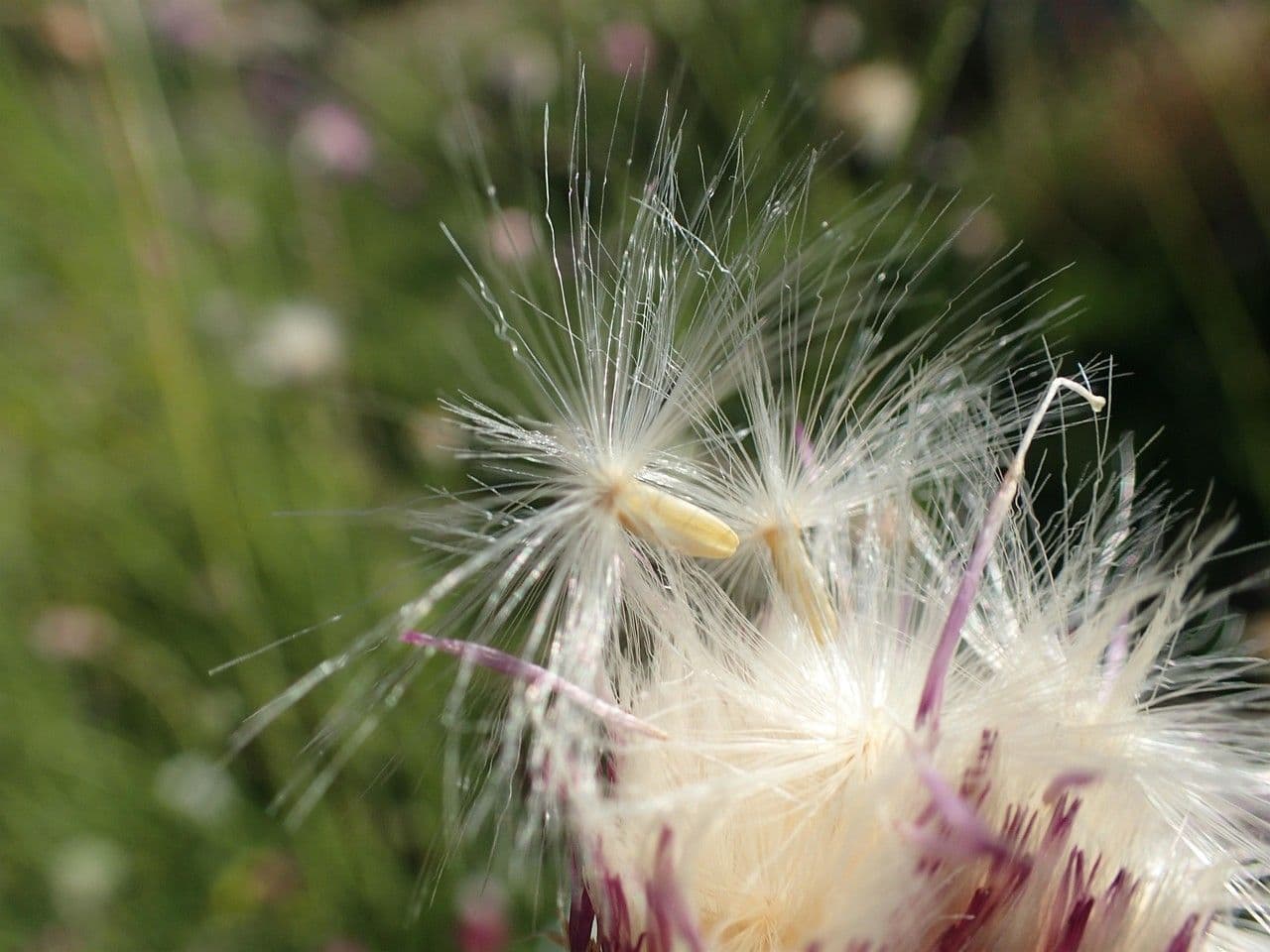 Weißgefleckte Distel 4