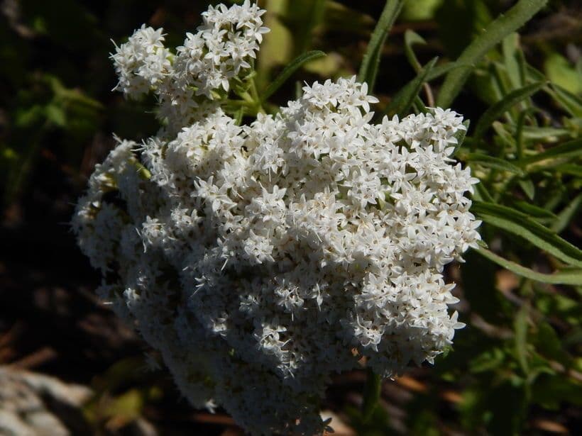 Stevia 3