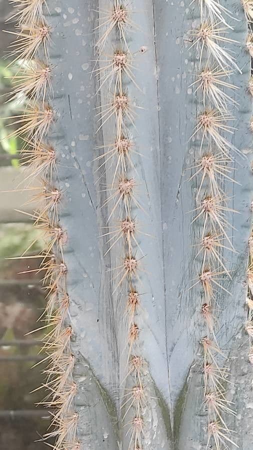 Pilosocereus pachycladus 23