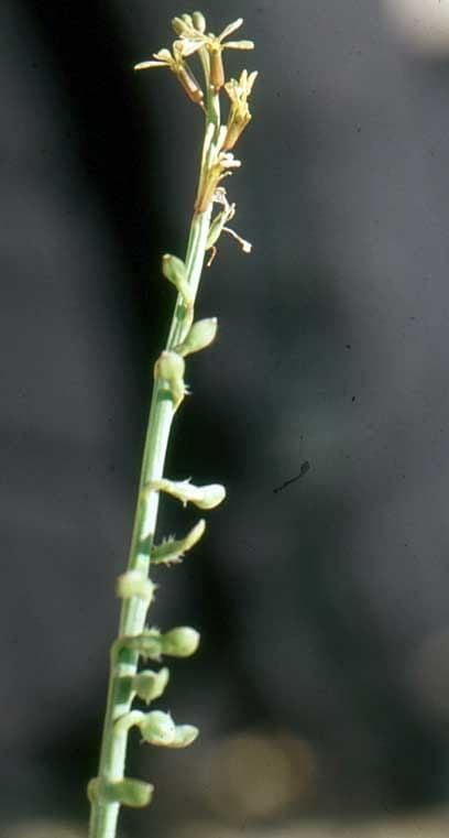 Löffelkohl 30
