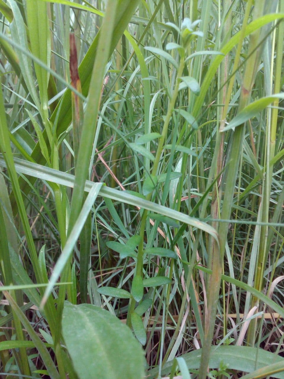 Erba de latti 14