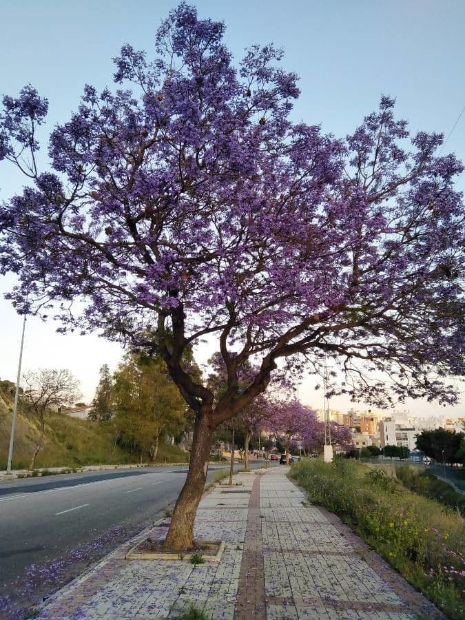 Jacaranda 13