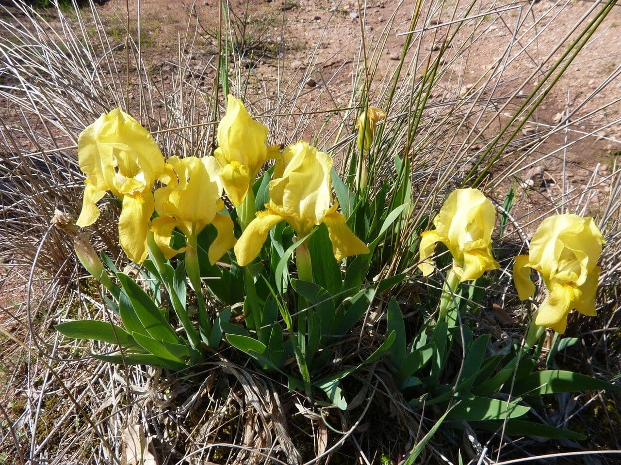 Iris lutescens 26