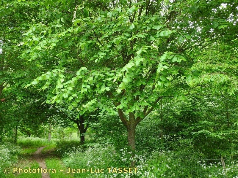 Bagolaro 2