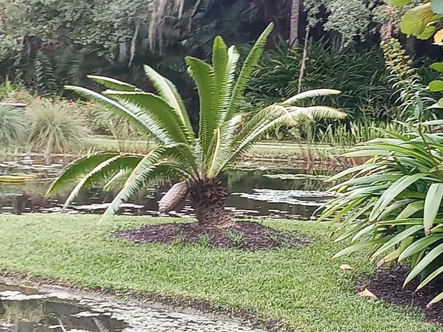 Dioon 14
