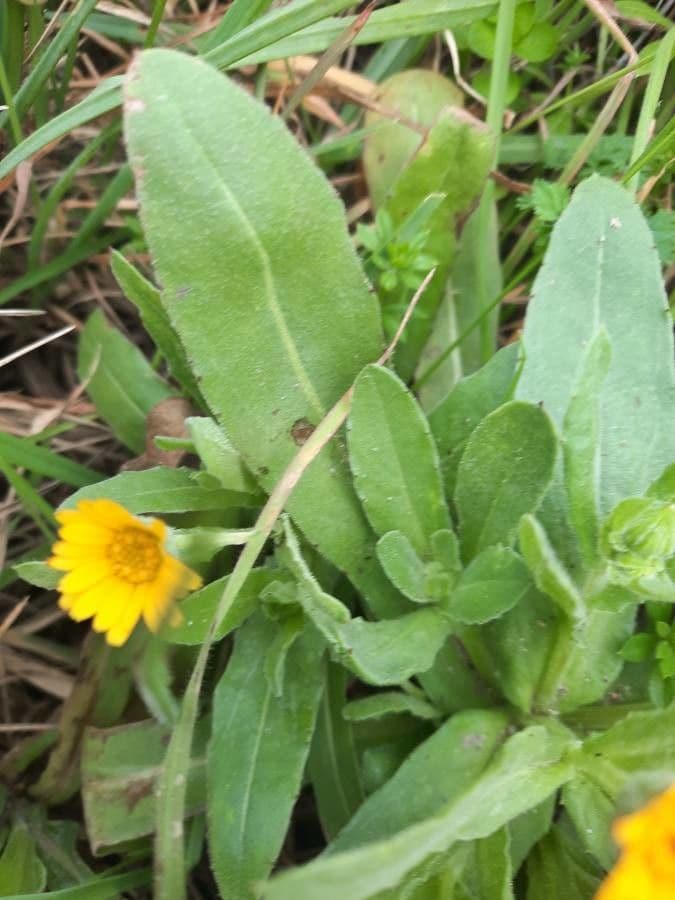 Acker-Ringelblume 18