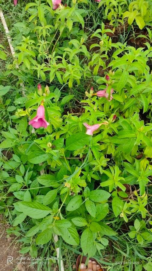 Allamanda viola 16