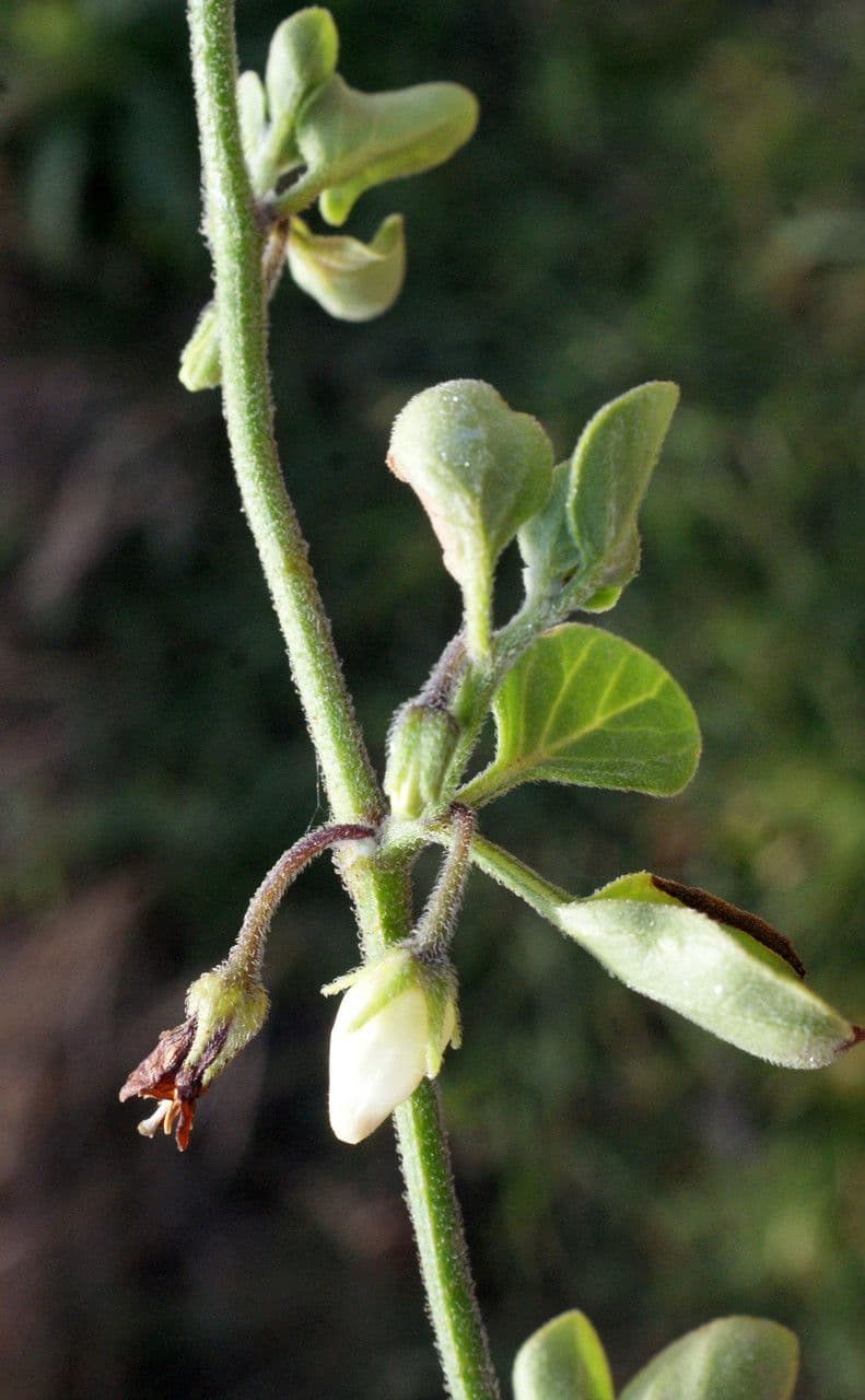 Salpichroa origanifolia 15