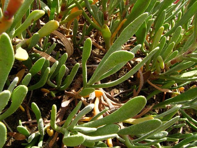 Limoniastrum monopetalum 30