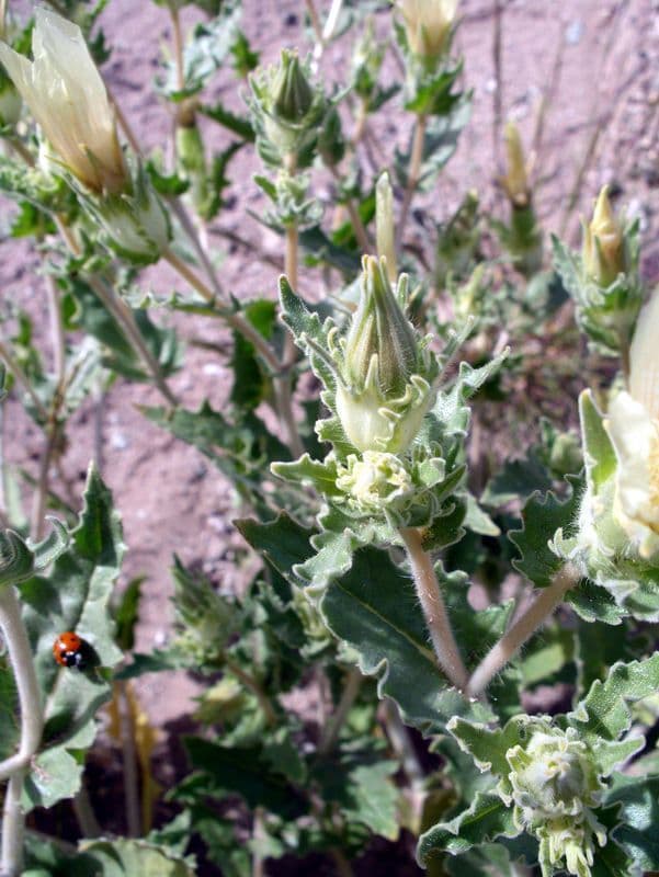 Mentzelia involucrata 9