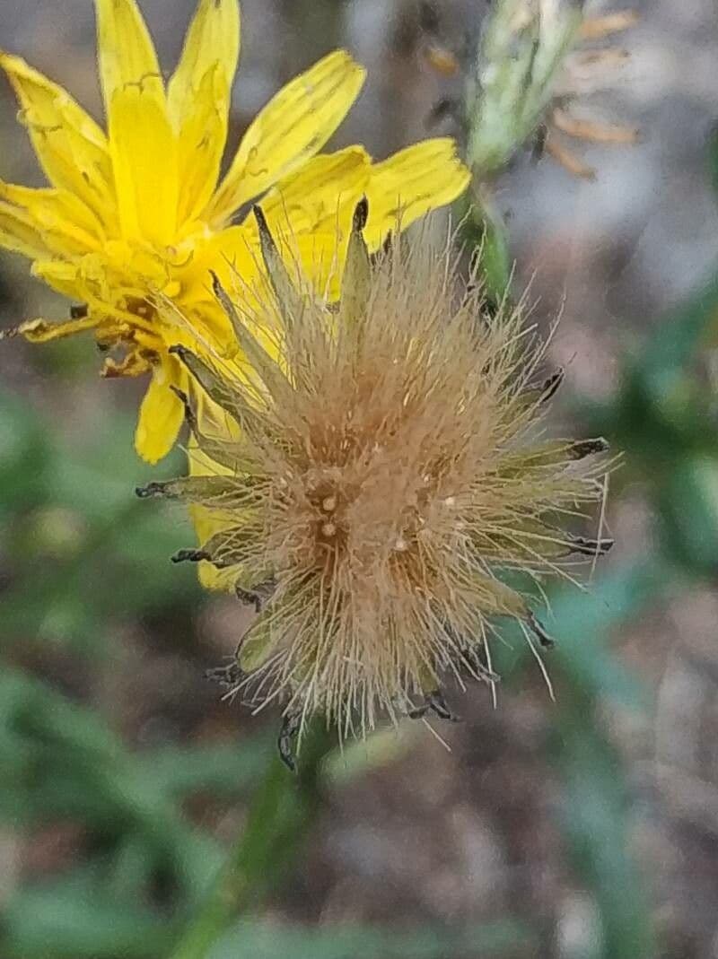 Radicchiella autunnale 2