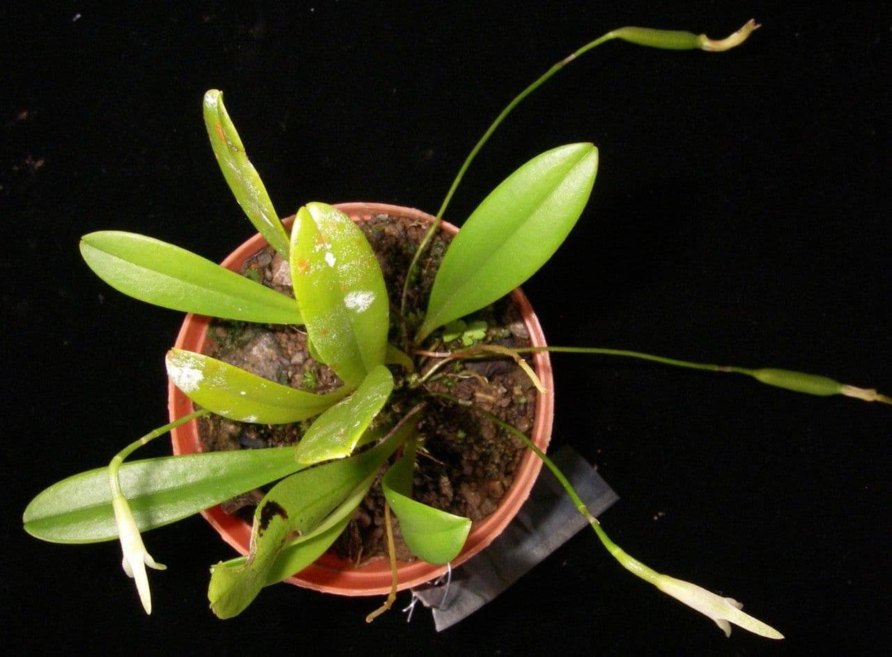 Masdevallia 3