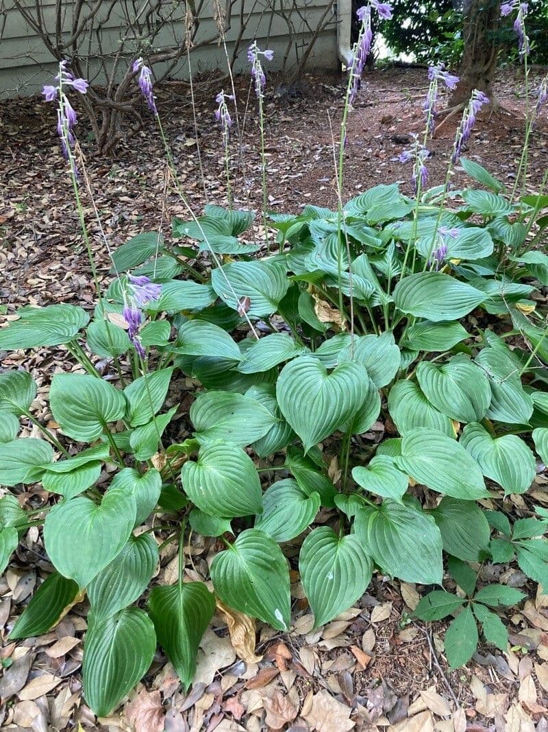 Hosta ventricosa 7
