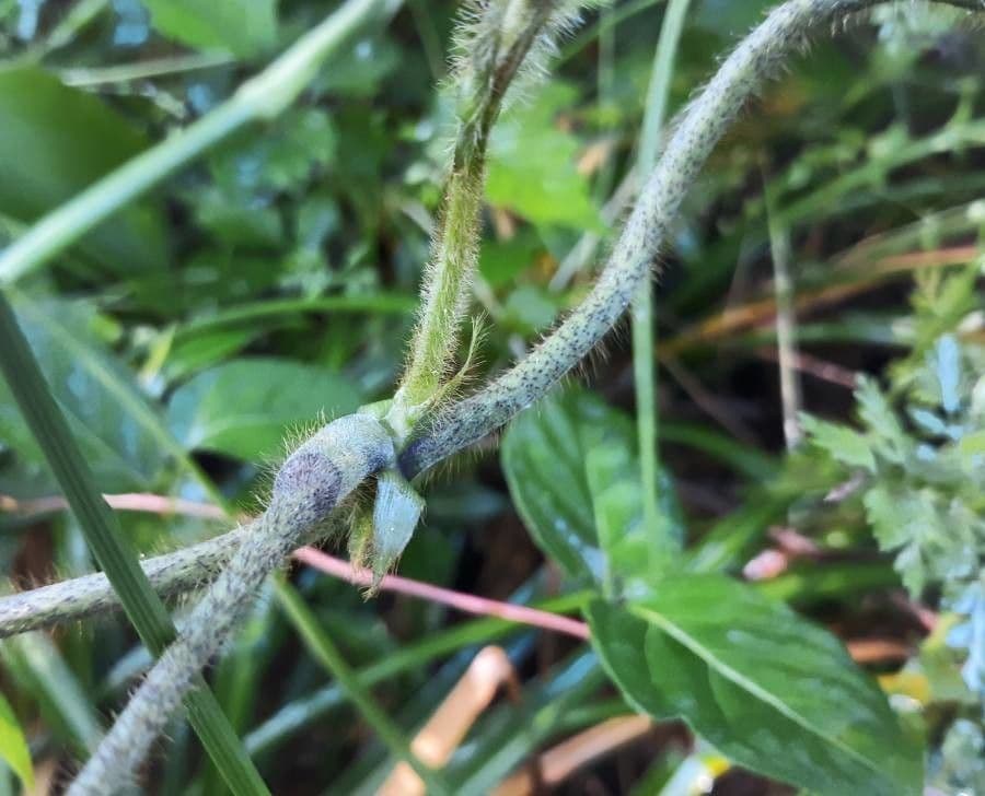 Kudzu 19