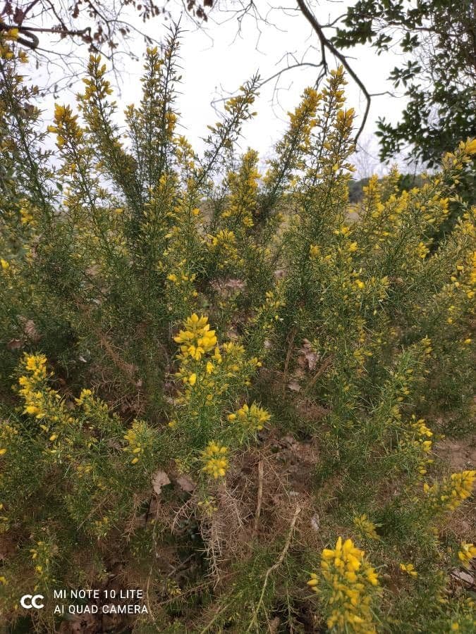 Ginestrone minore 2