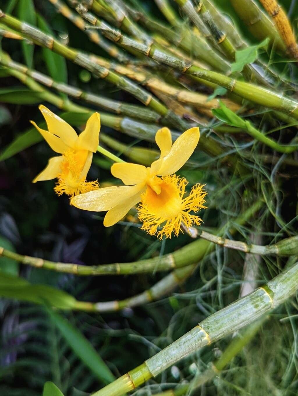 Dendrobium 3