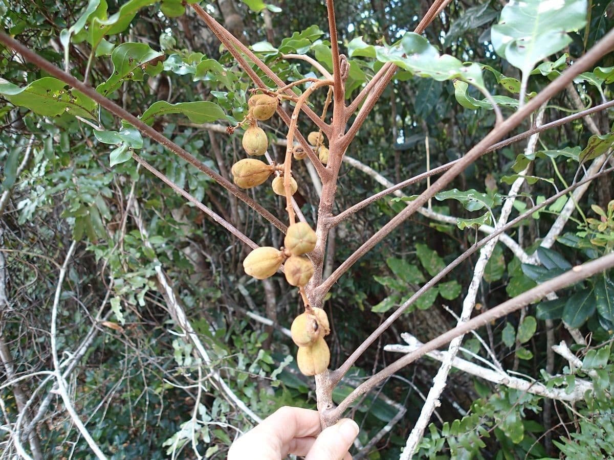 Cupaniopsis 2