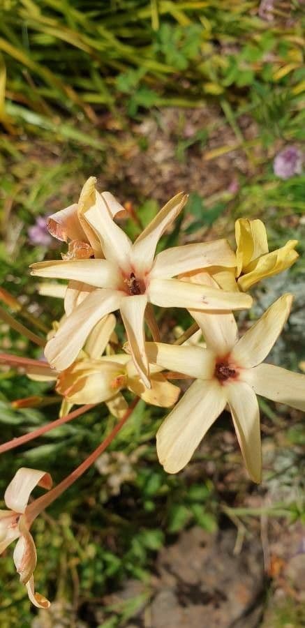 Ixia 4