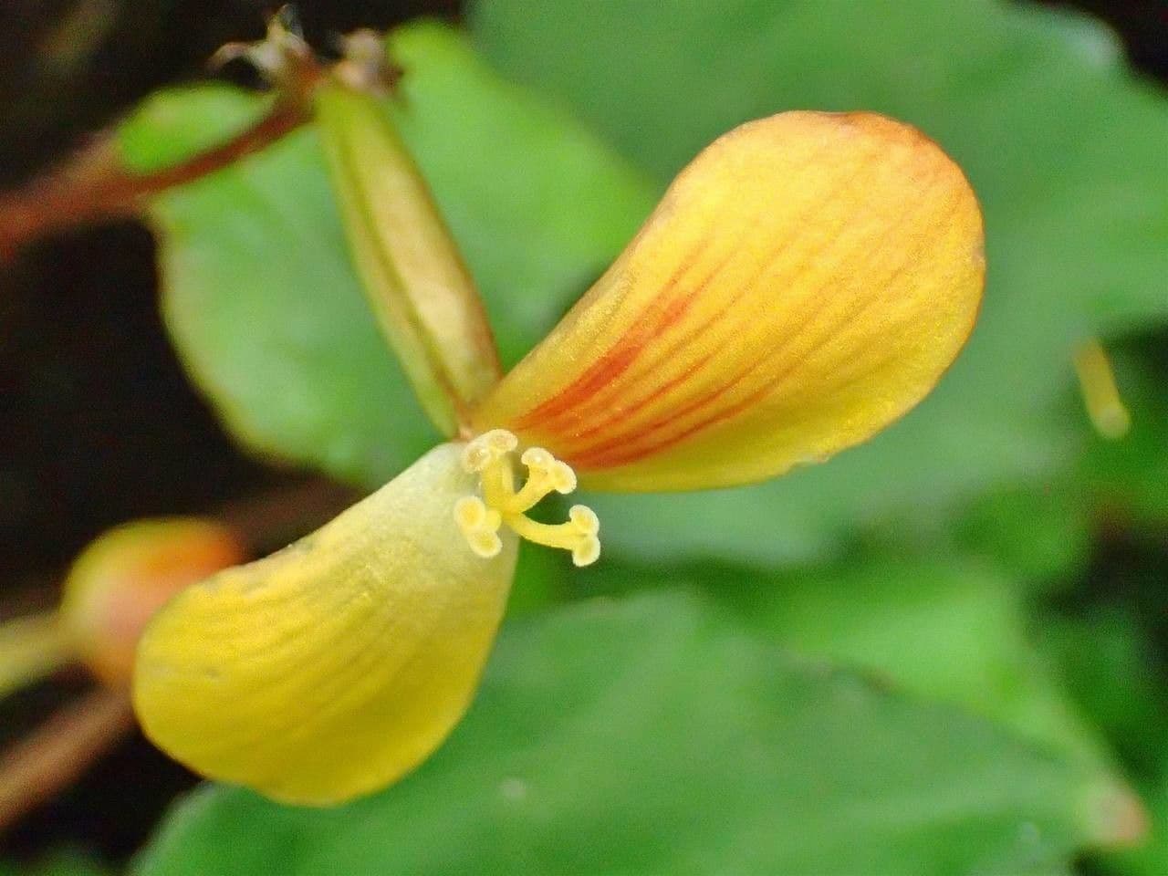 Begonia 2