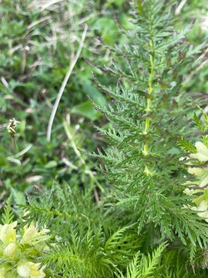 Pedicularis frondosa 18