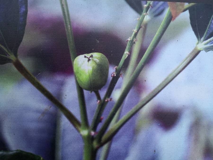 Jatropa
