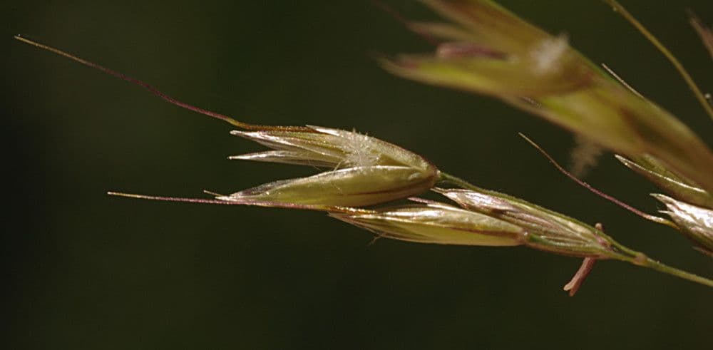 Apera interrupta 5