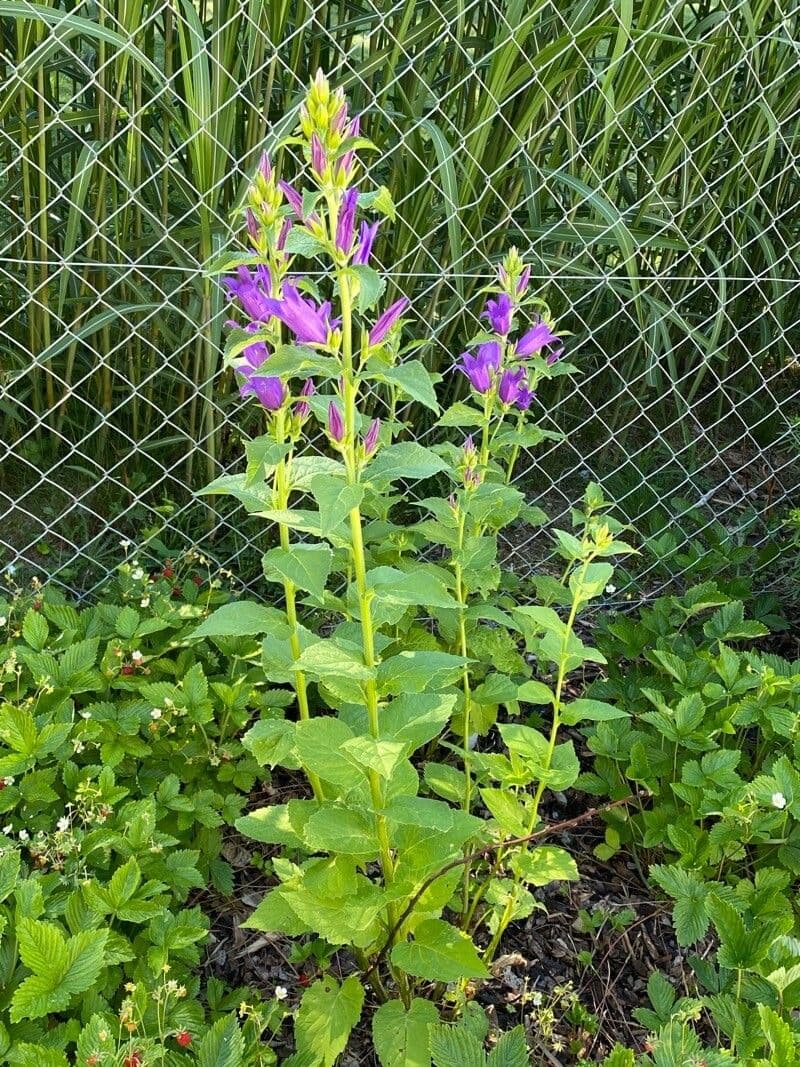 Breitblättrige Glockenblume 13