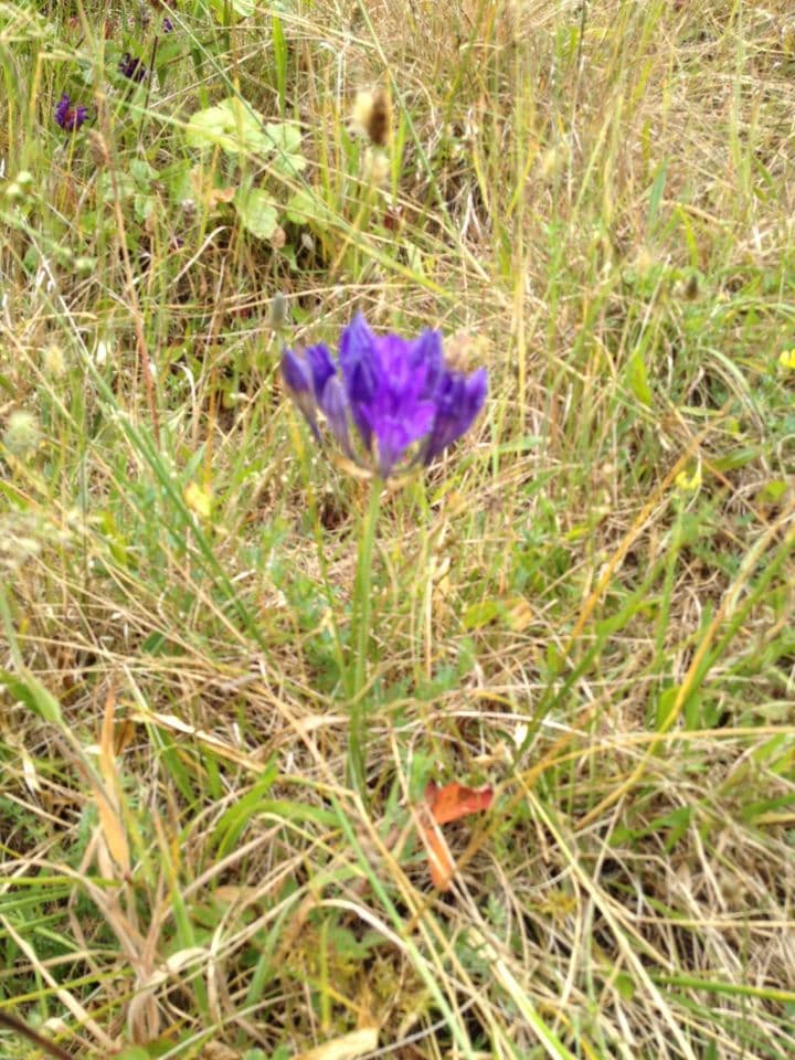 Triteleia laxa 11