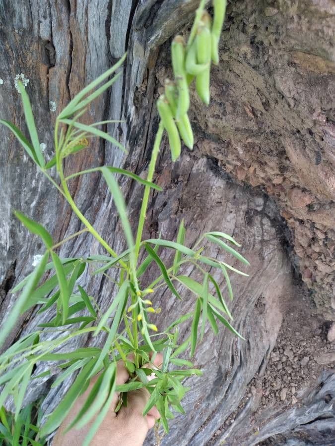 Crotalaria lanceolata 14