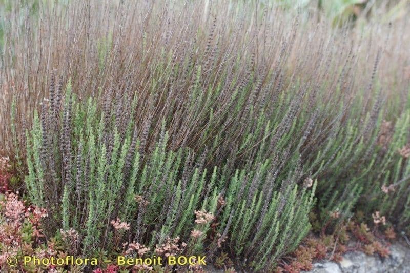 Savorella juliana 11