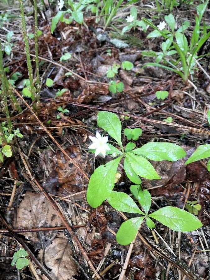 Trientalis 6