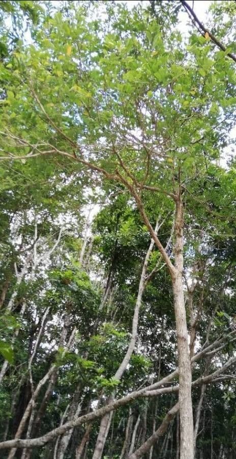 Phyllanthus 13