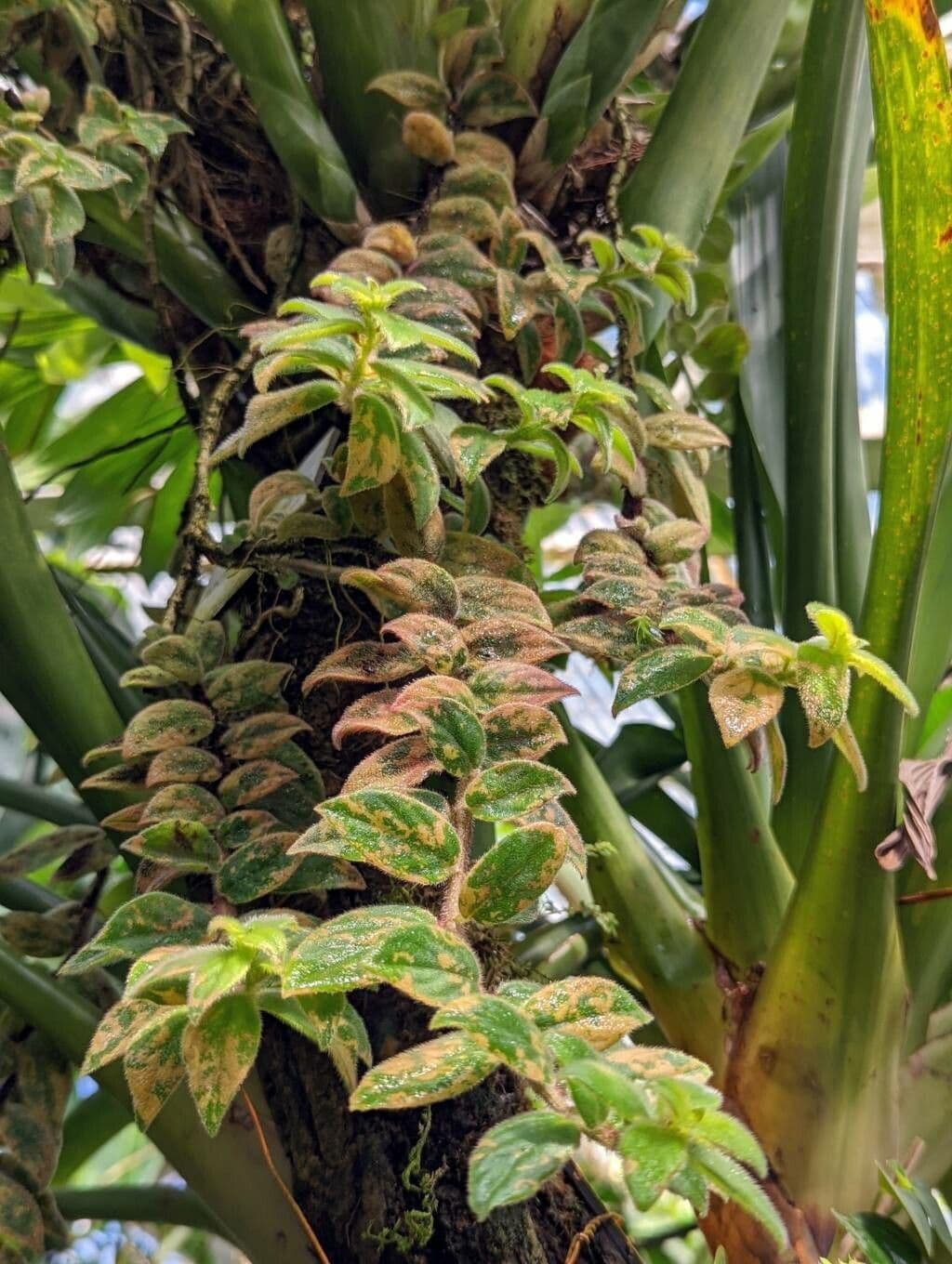 Columnea