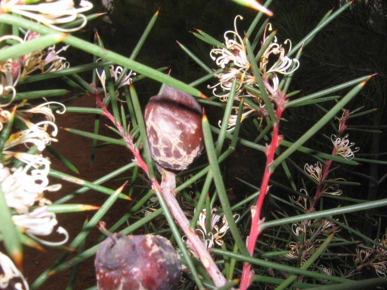 Hakea sericea 4