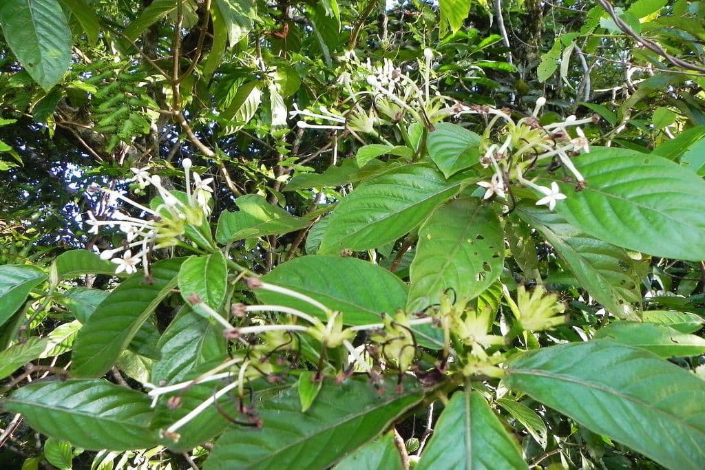 Psychotria 6